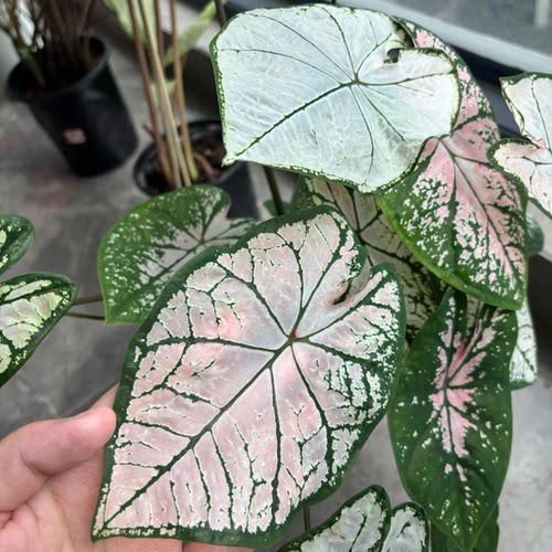 彩叶芋盆栽粉色飞溅植物室内夏季阳台绿植室内盆栽热植竹芋类好养 - 图2