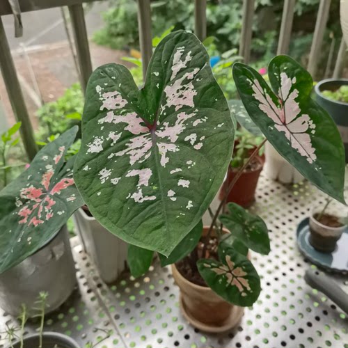 彩叶芋盆栽粉色飞溅植物室内夏季阳台绿植室内盆栽热植竹芋类好养 - 图1