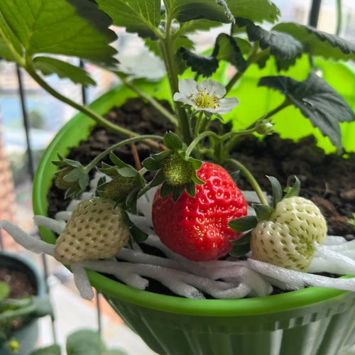 草莓苗盆栽苗秧盆栽家庭栽种当年结果原土原盆红颜奶油苗种植好养 - 图2