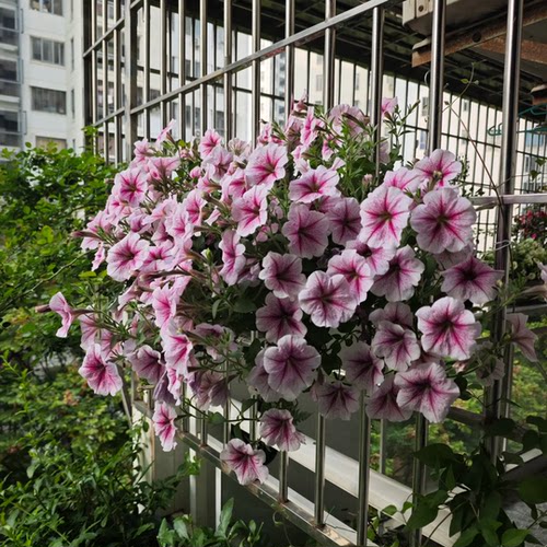 重瓣矮牵牛花苗美声轻浪小苗阳台庭院垂吊植物花卉花期长牵牛花苗 - 图2