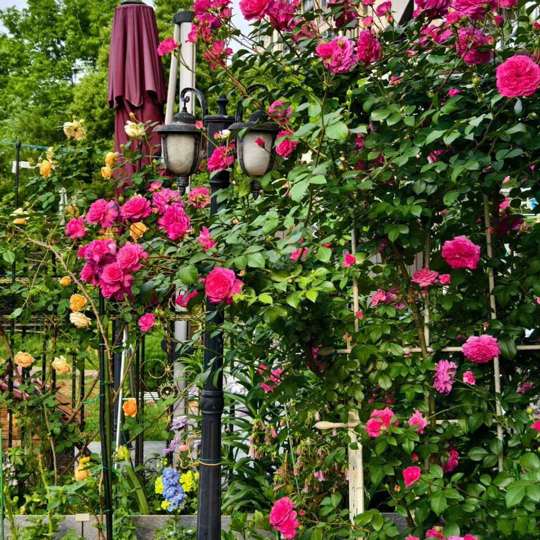 爱弗的玫瑰月季藤本爬藤花苗大花浓香盆栽庭院欧月盆栽花卉爬藤花,淘宝优惠券,粉丝福利购,淘宝优惠卷