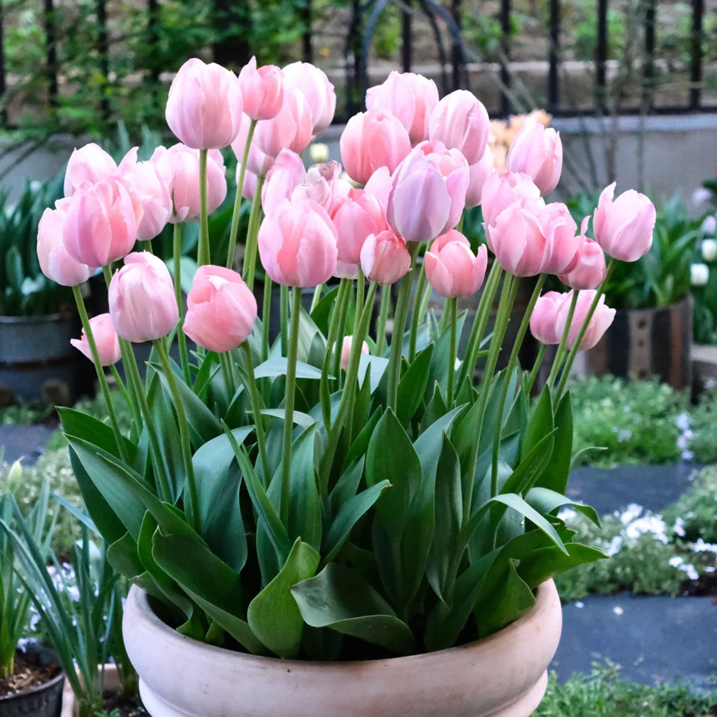 进口郁金香5颗大种球四季种植开花阳台耐寒土水培盆栽风信子花卉,淘宝优惠券,粉丝福利购,淘宝优惠卷