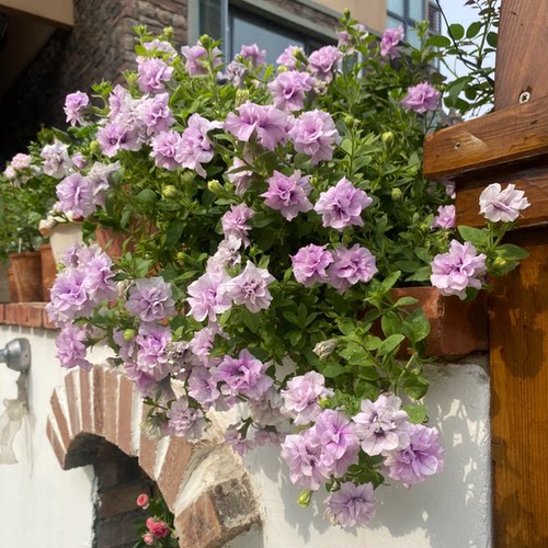 重瓣矮牵牛花苗带花发货垂吊盆冰淡紫伊丽莎白苏糖泡泡玛利亚大苗 - 图1