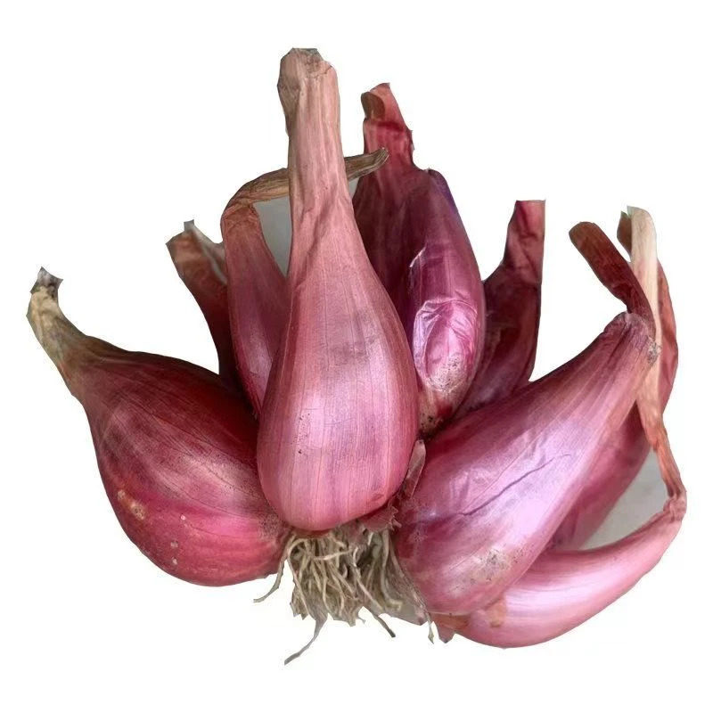 四季小香葱种头四川葱种葱种子种籽小葱葱头红葱本地火葱头种批发,淘宝优惠券,粉丝福利购,淘宝优惠卷