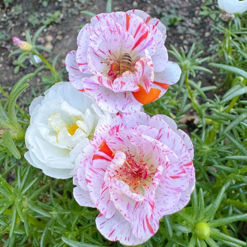 重瓣太阳花盆栽苗大花带根带花苞发货四季开植物室内室外好养花卉 - 图3