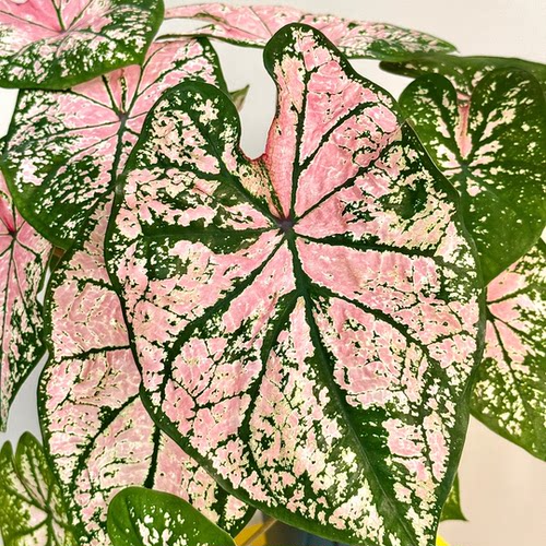 彩叶芋盆栽粉色飞溅植物室内夏季阳台绿植室内盆栽热植竹芋类好养 - 图0