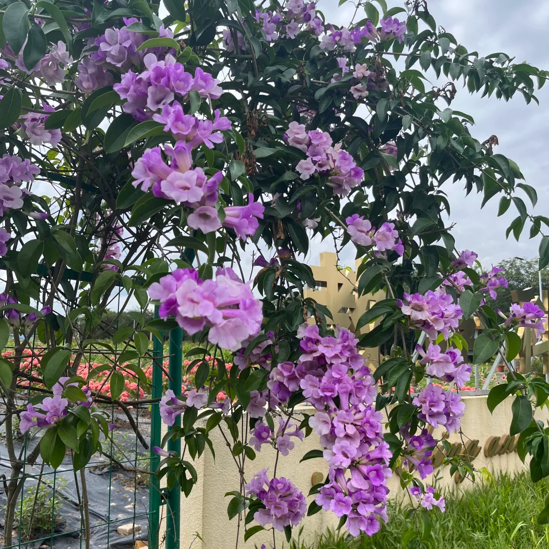 蒜香藤花 紫铃藤 阳台庭院盆栽攀援蒜香藤花苗 当年开花爬藤绿植,淘宝优惠券,粉丝福利购,淘宝优惠卷