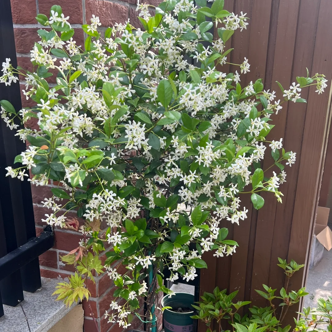 风车茉莉大苗老桩爬藤植物四季常青开花阳台藤蔓庭院阳台浓香花卉,淘宝优惠券,粉丝福利购,淘宝优惠卷