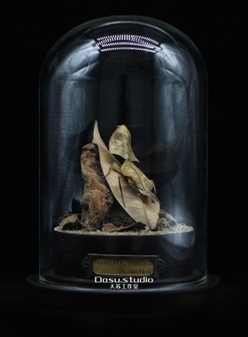 【拟态枯叶】眼镜蛇枯叶螳螂伪装高手昆虫高阶复古玻璃罩摆件收藏