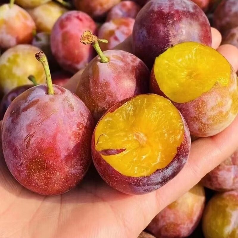 正宗新疆西梅新鲜5斤装纯甜法兰西大西梅李子应季孕妇水果整箱,淘宝优惠券,粉丝福利购,淘宝优惠卷