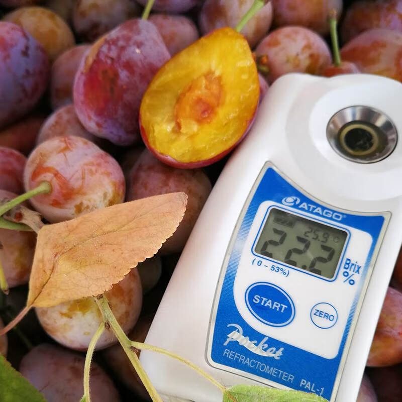 正宗新疆西梅新鲜5斤装纯甜法兰西大西梅李子应季孕妇水果整箱,淘宝优惠券,粉丝福利购,淘宝优惠卷