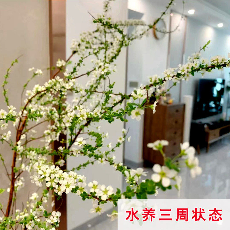 鲜枝雪柳花带花苞发货花束A级水养好养可花瓶尤加利果钻石大果,淘宝优惠券,粉丝福利购,淘宝优惠卷