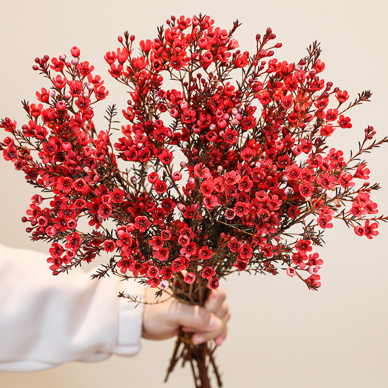【年宵花】澳洲腊梅鲜花云南直发鲜切花卉年宵花室内花春节年宵花