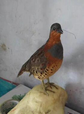 竹鸡假媒标本中式风格落地摆件适用室外空间教学用半手工制品