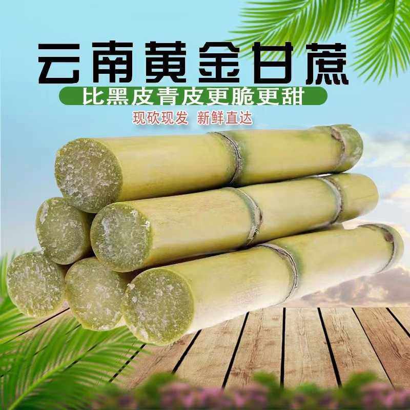 云南黄金甘蔗当季新鲜脆甜黄皮甘蔗中段热带水果正宗特产新鲜现摘,淘宝优惠券,粉丝福利购,淘宝优惠卷