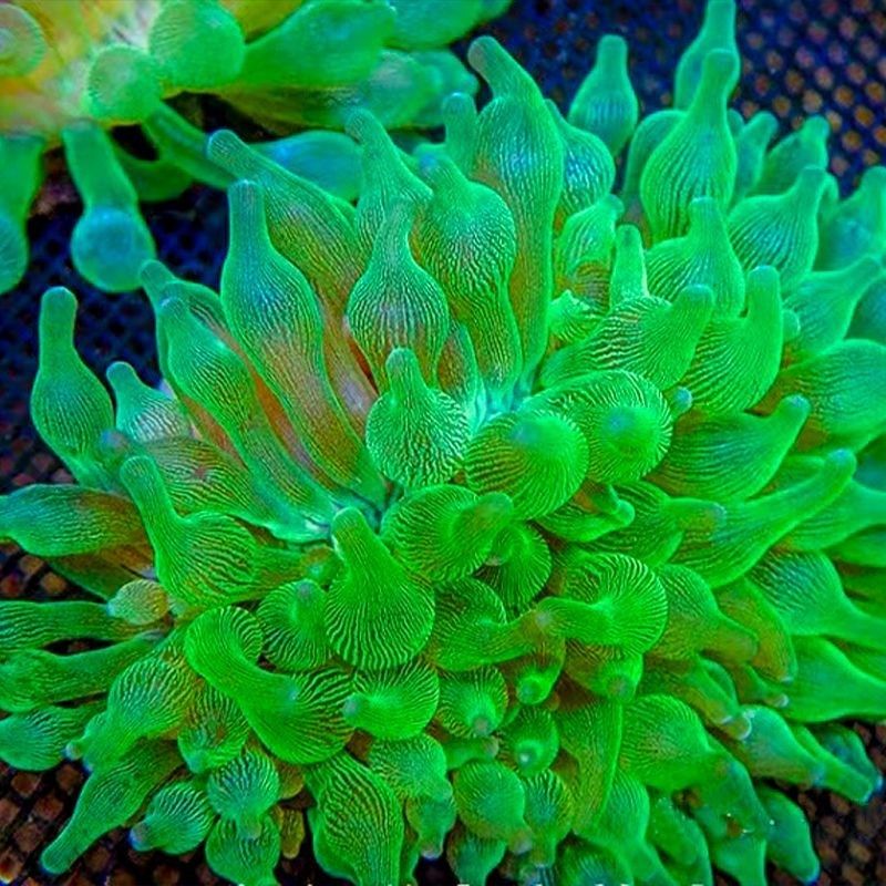 海葵荧光绿红海葵珊瑚绿地毯小丑鱼共生海葵N软体鱼缸奶嘴奶白海,淘宝优惠券,粉丝福利购,淘宝优惠卷