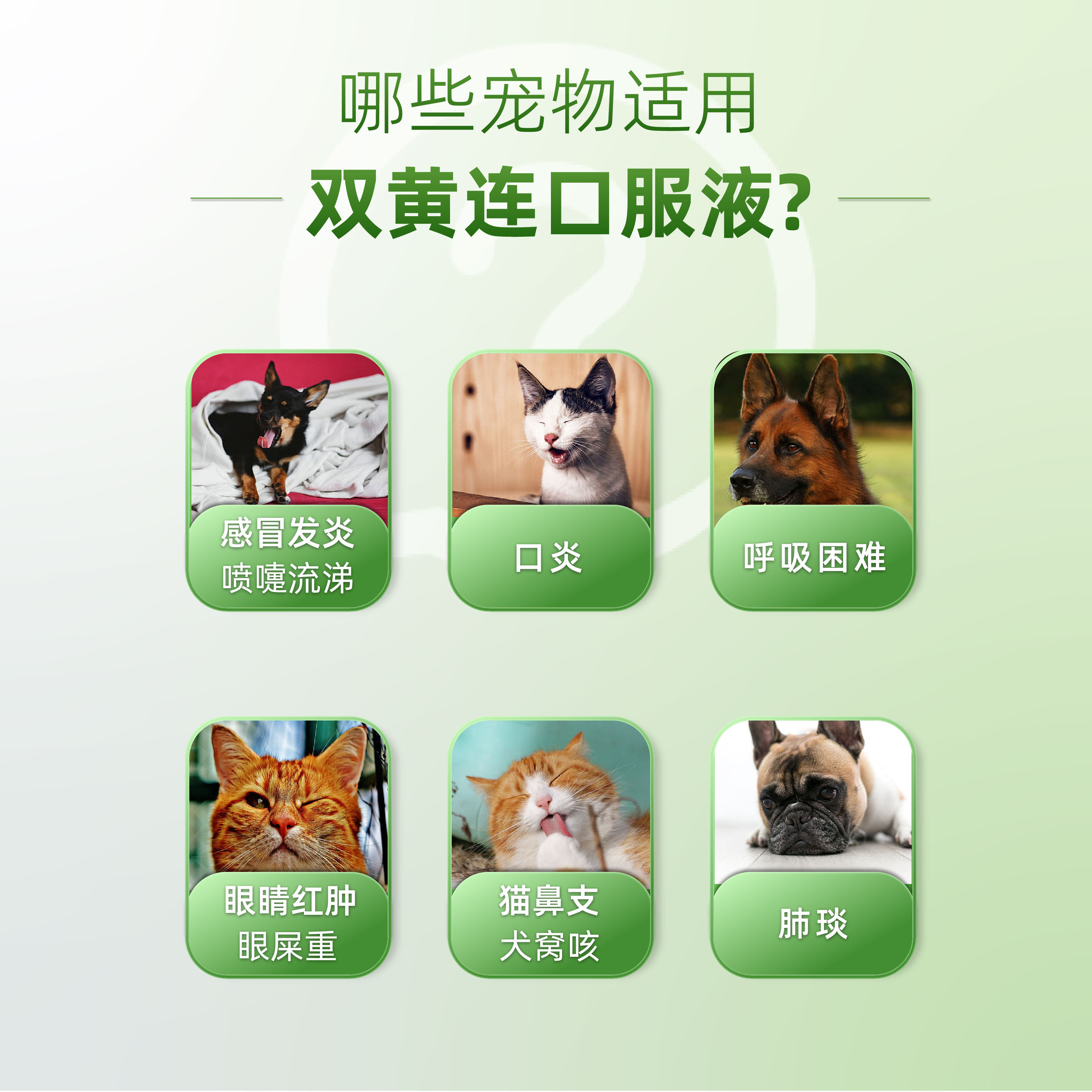 康必持狗狗专用感冒药打喷嚏宠物猫咪小狗发热流鼻涕常备药,淘宝优惠券,粉丝福利购,淘宝优惠卷