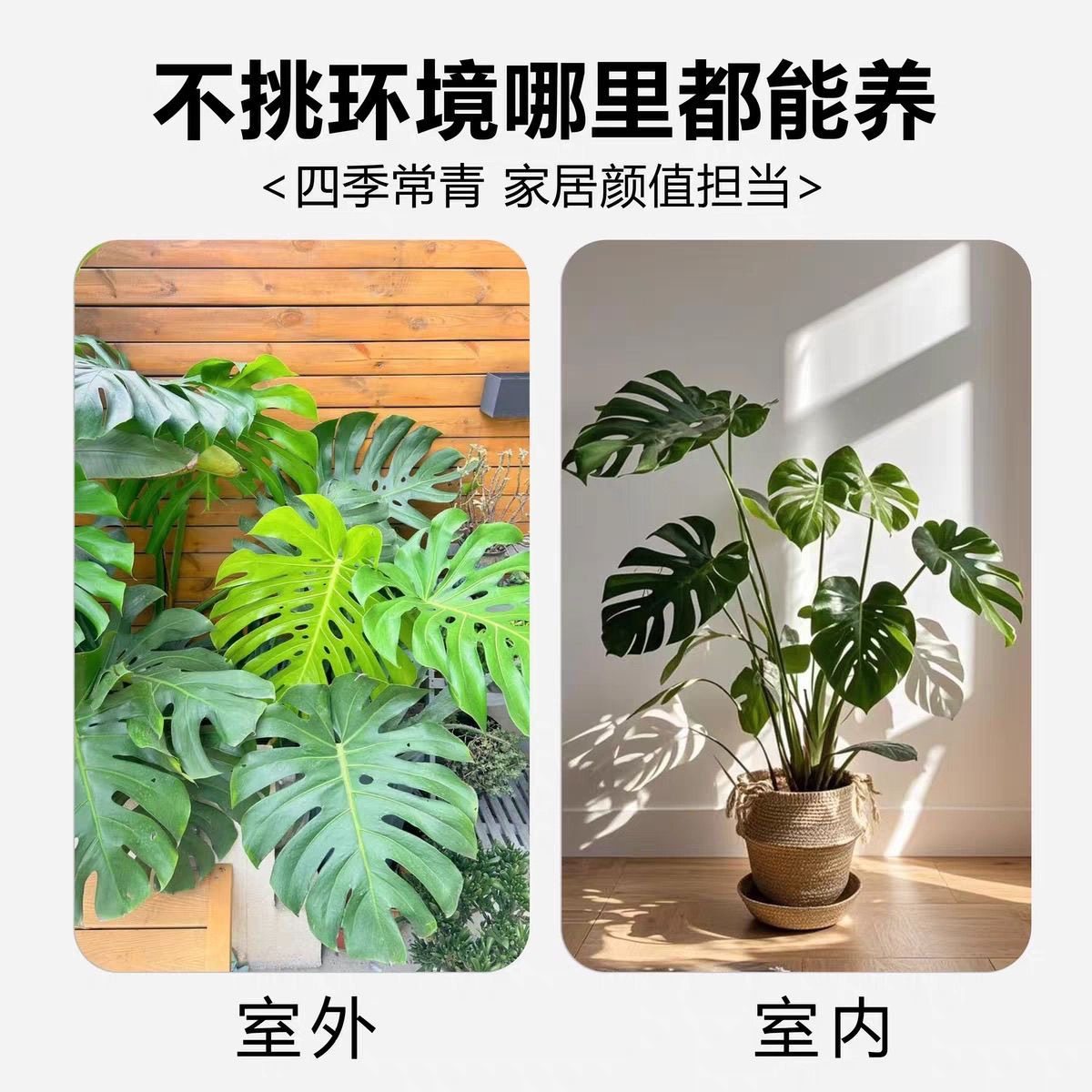 龟背竹盆栽老桩办公室客厅室内观叶绿植四季常青净化空气带盆带土,淘宝优惠券,粉丝福利购,淘宝优惠卷