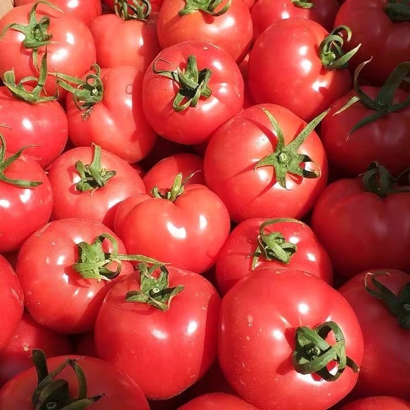 普罗旺斯西红柿新鲜自然熟5斤水果西红柿沙瓤农家蔬菜大番茄生吃,淘宝优惠券,粉丝福利购,淘宝优惠卷