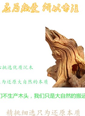 天然枯木根雕摆件文玩手串笔挂鱼缸造景沉木珊瑚木家居玄关摆件