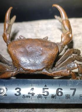 古玩铜器螃蟹茶宠摆件实心茶道茶玩禅意横财将军大发横财装饰摆件