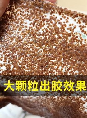 补水海藻大颗粒面膜美容院专用袋装海澡泥天然海藻面膜小颗粒