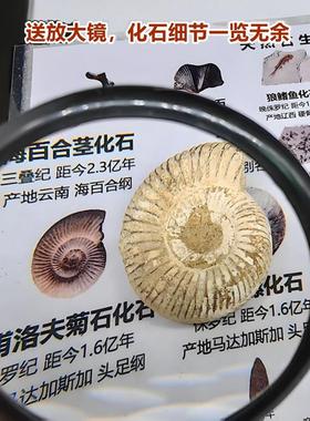 24种儿童考古化石标本盒鱼三叶虫菊石鲨鱼牙海螺海胆科普礼物摆件