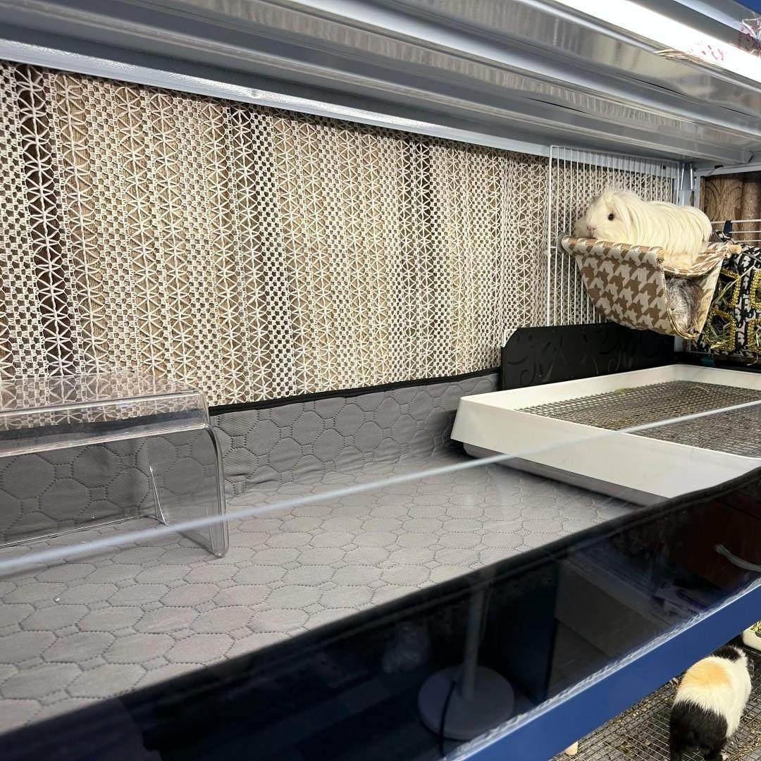 【谢谢喵一代镇店之垫防尿垫】荷兰猪豚鼠兔子猫狗宠物吸水防尿垫,淘宝优惠券,粉丝福利购,淘宝优惠卷