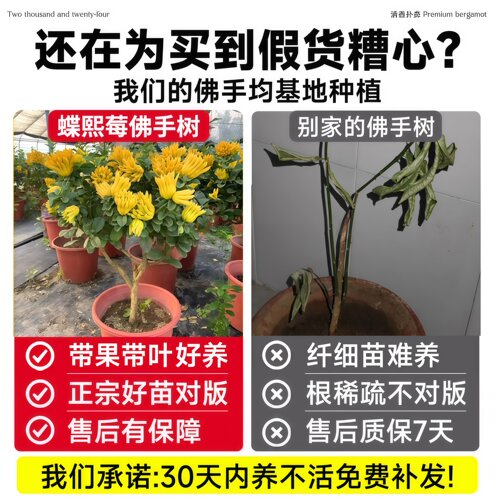 佛手树盆栽金华老桩带果水培清香佛手柑食用鲜果观赏摆件精品绿植 - 图0