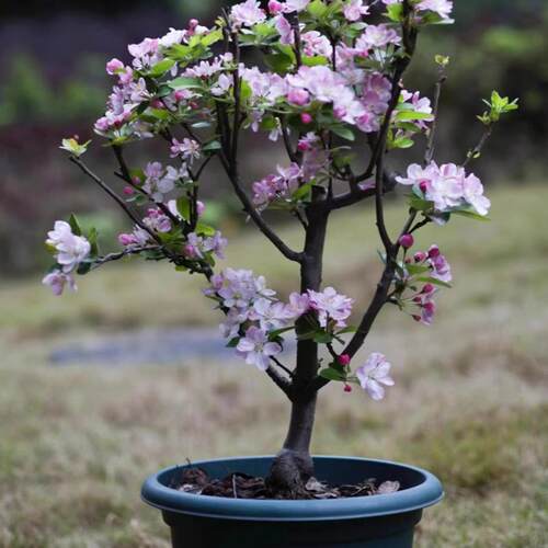 垂丝海棠花盆栽鲜花四季多花树苗盆景老桩花卉植物室内花绿植真花 - 图3