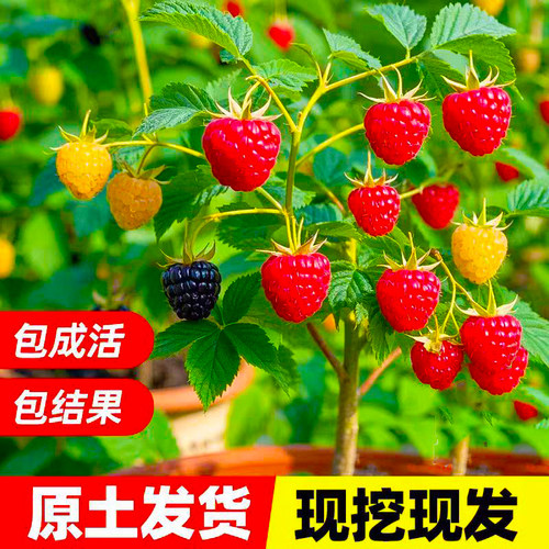 树莓苗双季覆盆子果树苗盆栽地栽南北方种植当年结果红黄黑树莓苗 - 图0