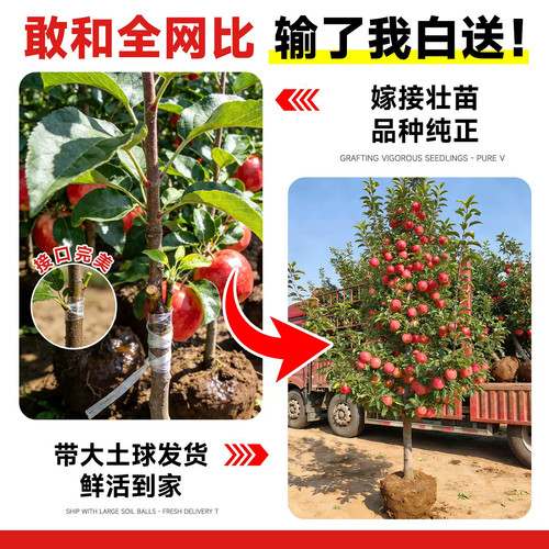 苹果树果苗特大红富士冰糖心果树苗庭院盆栽地栽当年结果特大包活 - 图1