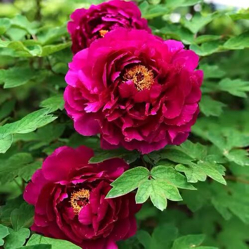 牡丹花大苗盆栽洛阳正宗老桩庭院室内外花种四季重瓣牡丹树苗 - 图3