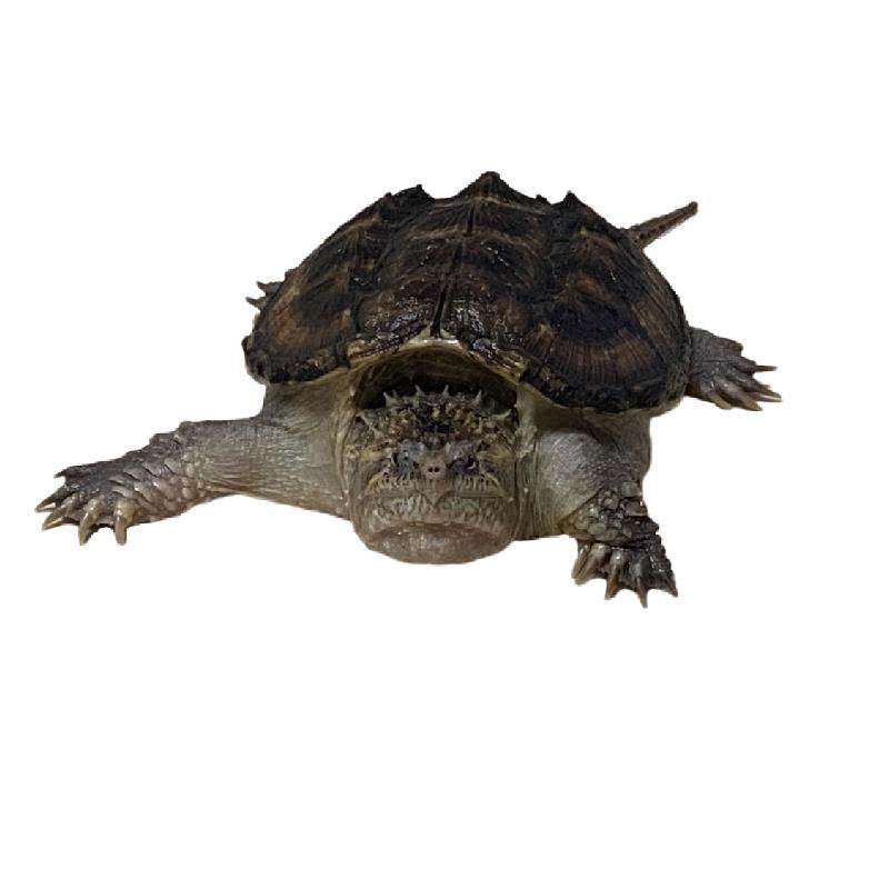 鳄龟北美小鳄龟鳄龟苗爆刺纯佛凶猛杂佛食用肉龟宠物家养小乌龟,淘宝优惠券,粉丝福利购,淘宝优惠卷