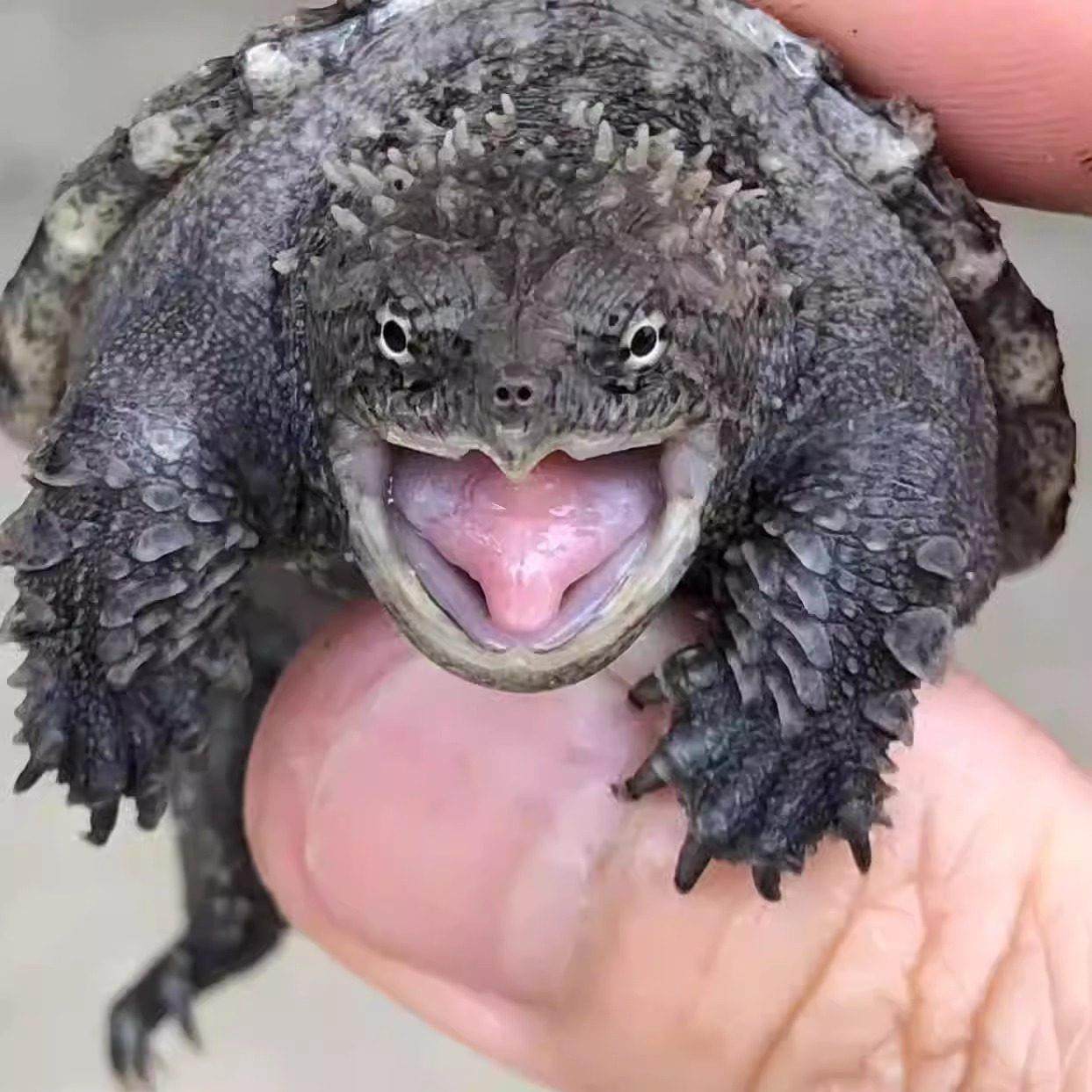 鳄龟北美小鳄龟鳄龟苗爆刺纯佛凶猛杂佛食用肉龟宠物家养小乌龟,淘宝优惠券,粉丝福利购,淘宝优惠卷