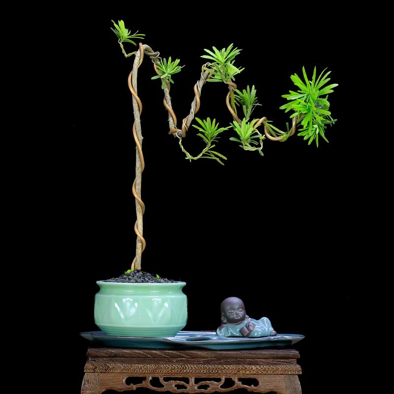 小叶雀舌罗汉松造型文人树盆景植物室内盆栽绿植玄关软装艺术装饰 - 图1