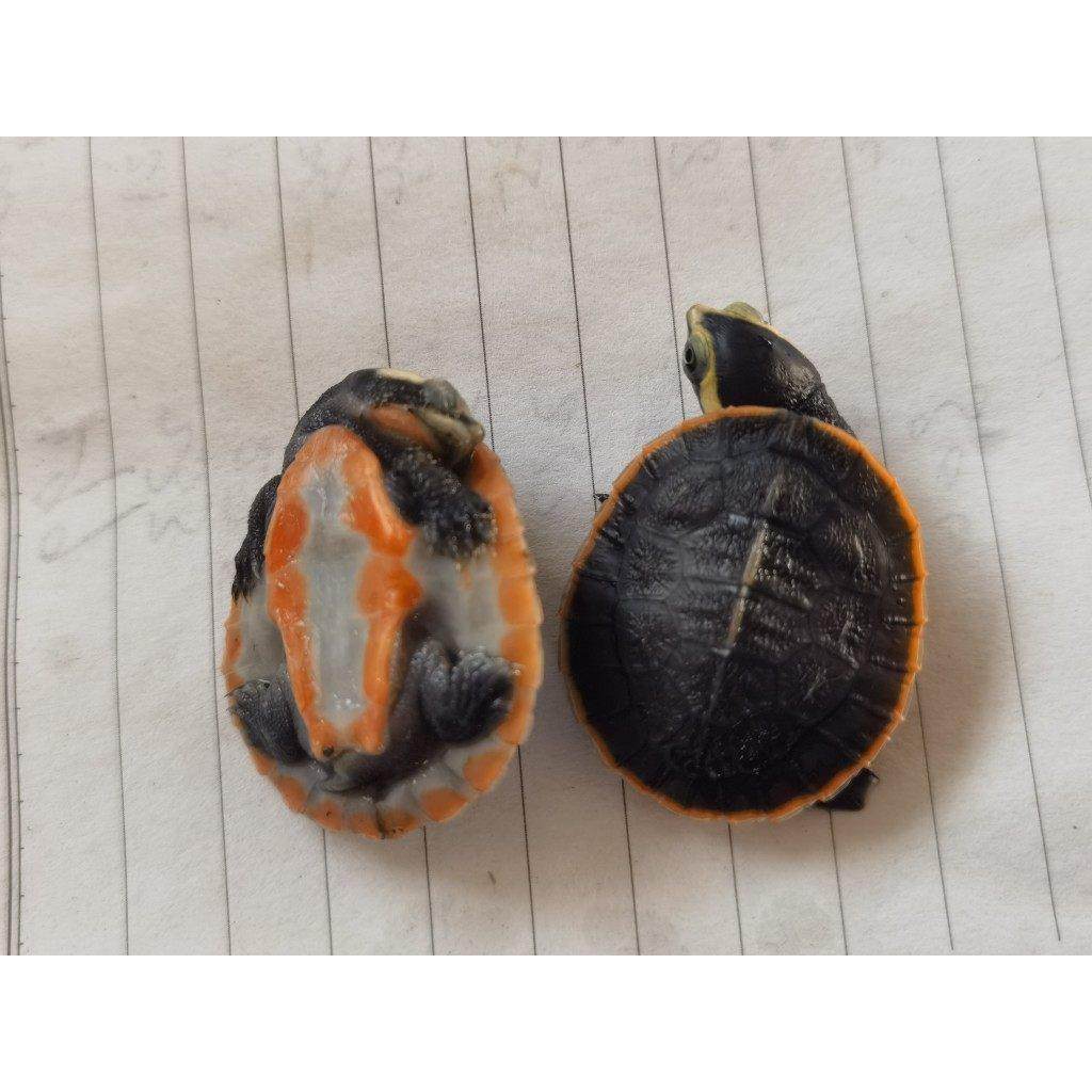 圆澳侧颈龟宠物乌龟深水宠物龟活体包活,淘宝优惠券,粉丝福利购,淘宝优惠卷