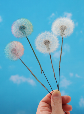 巨型蒲公英大号干花永生花