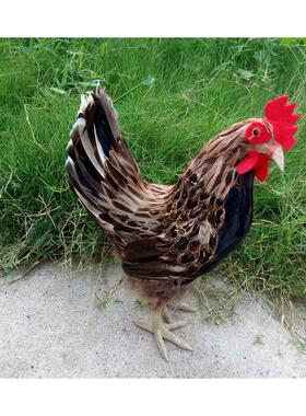 十二生肖 创意礼品仿真动物 仿真鸡 大母鸡 儿童玩具 羽毛类动物