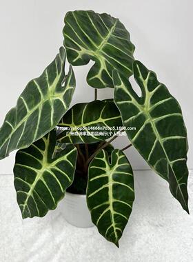 仿真植物10头黑芋头叶不带盆单棵绿植景观工程布置假叶子海芋款式
