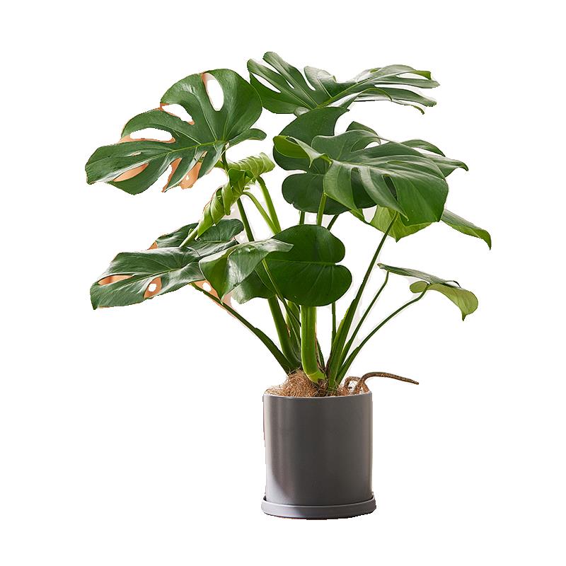 龟背芋水培植物室内大盆栽客厅办公室大叶绿植好养活懒人好养四季 - 图3