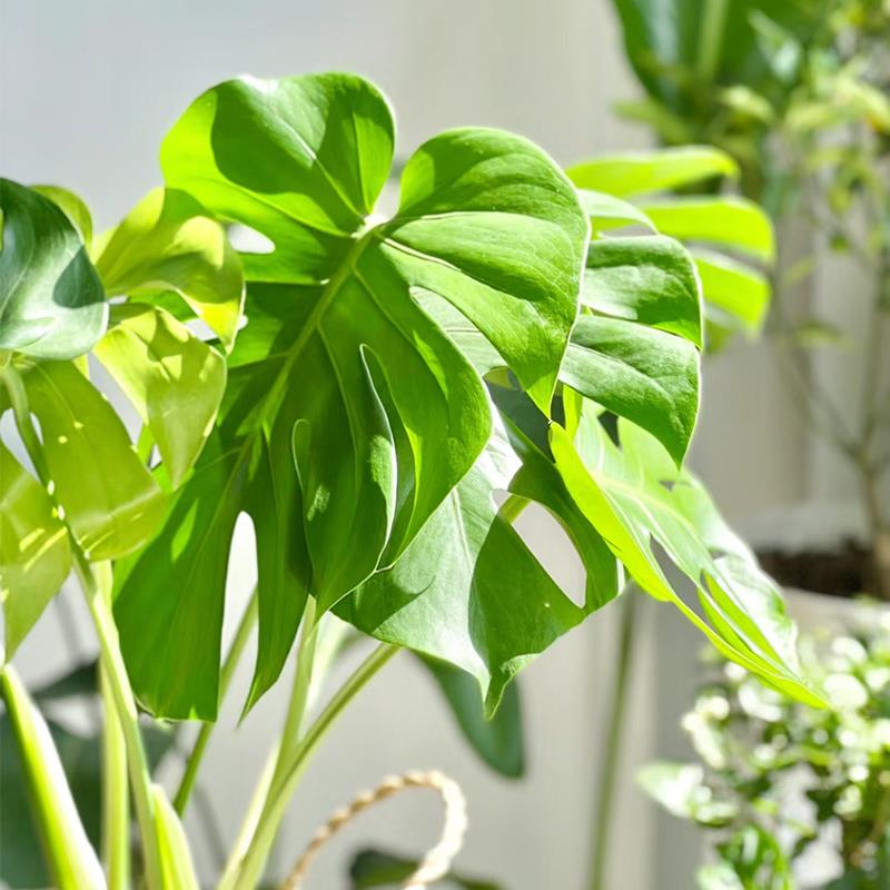 龟背芋水培植物室内大盆栽客厅办公室大叶绿植好养活懒人好养四季 - 图0