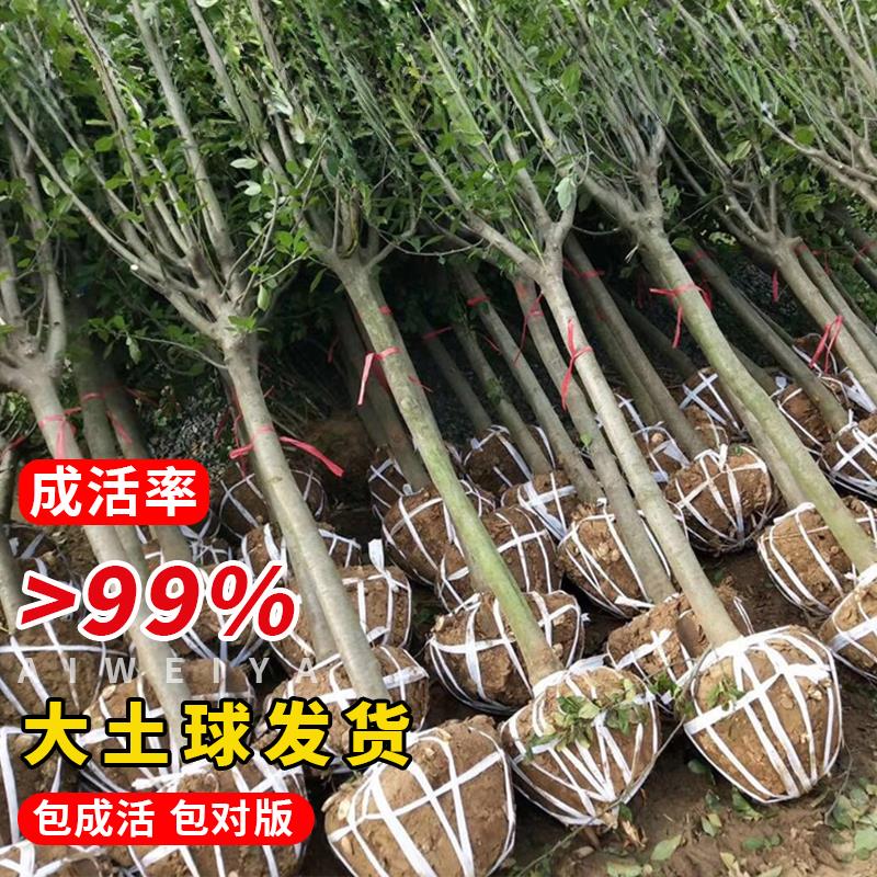 海棠树苗庭院地栽高杆垂丝海棠西府海棠花室外耐寒植物花北美海棠 - 图1