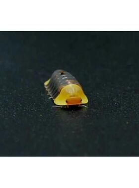 鼠妇活虫宠物潮虫子西瓜虫桌面景观 鸭仔奶牛爬宠学生物实验观察