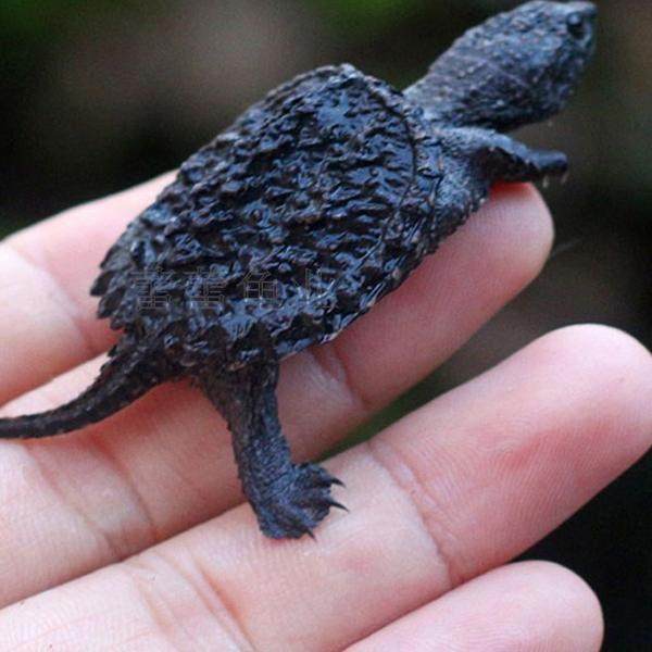 北美小鳄龟苗活物宠物龟观赏龟杂佛食肉龟水龟外塘凶猛小乌龟活物,淘宝优惠券,粉丝福利购,淘宝优惠卷