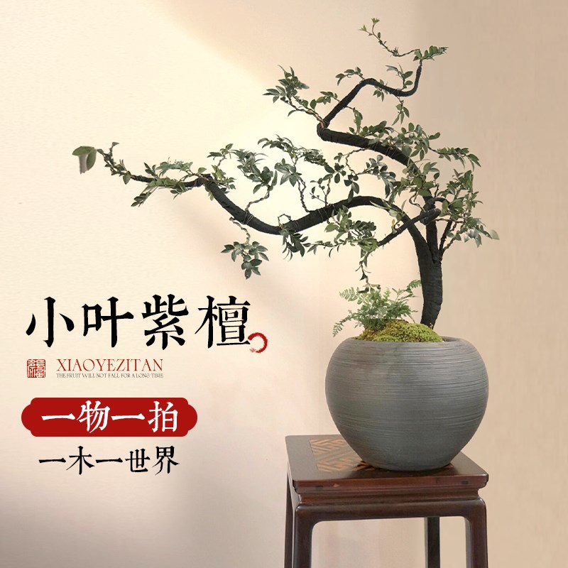 小叶紫檀盆景老桩树苗黑骨茶盆栽室内禅意造型绿植办公室桌面植物 - 图0