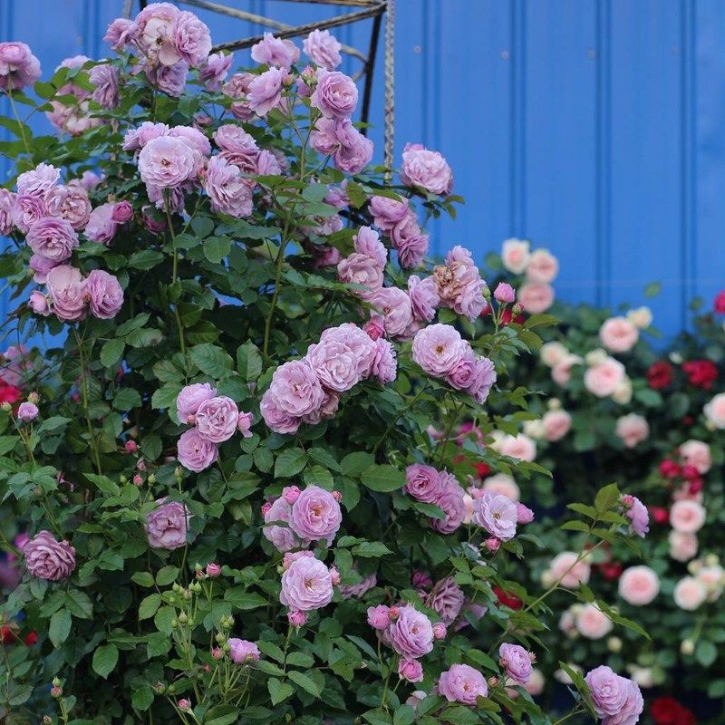 欧月特大花藤本月季薰衣草花环花苗无刺爬藤蔷薇花苗阳台庭院爬墙,淘宝优惠券,粉丝福利购,淘宝优惠卷