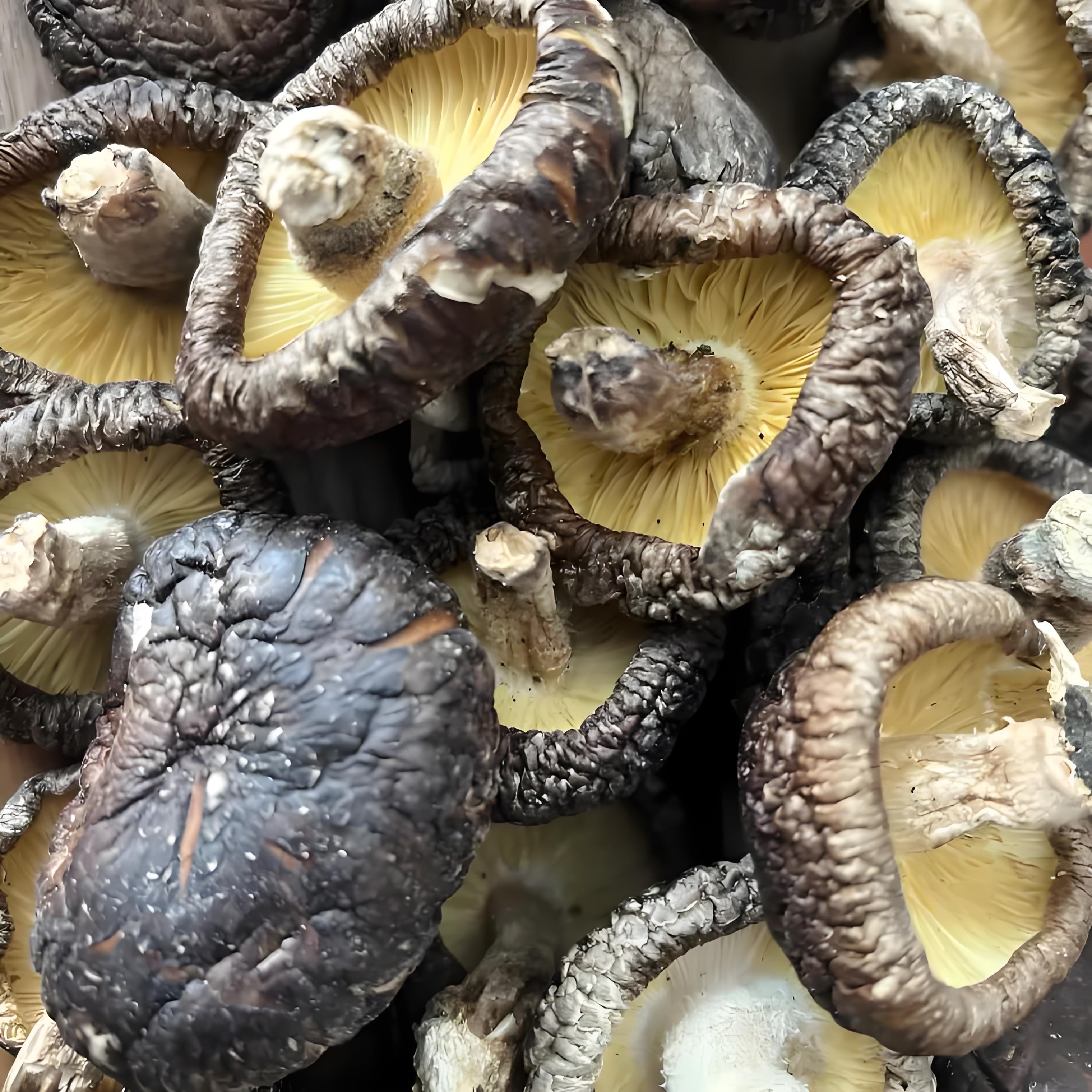 Organic Basswood Mushroom 500g Shaanxi Specialty