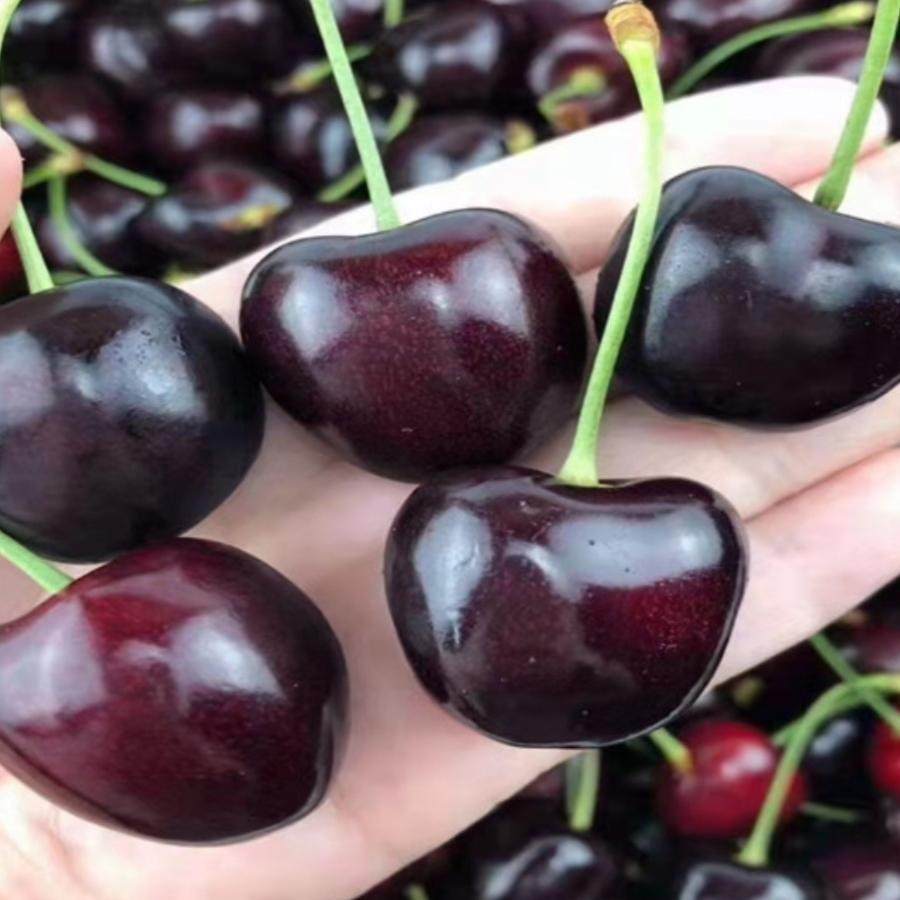 现货科迪亚新西兰进口车厘子新鲜水果kordia大樱桃原箱礼盒装顺丰,淘宝优惠券,粉丝福利购,淘宝优惠卷