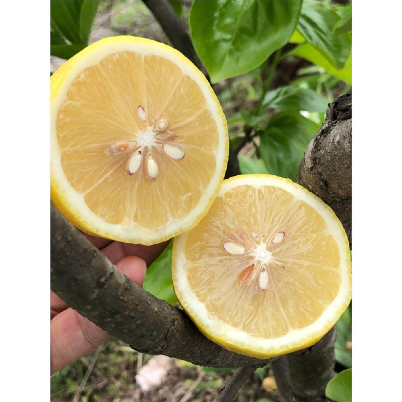 30斤新鲜安岳黄柠檬水果二三级 皮薄汁多 切片榨汁奶茶店推荐包邮,淘宝优惠券,粉丝福利购,淘宝优惠卷